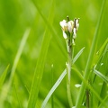 Mar 20 - Green, green grass.jpg