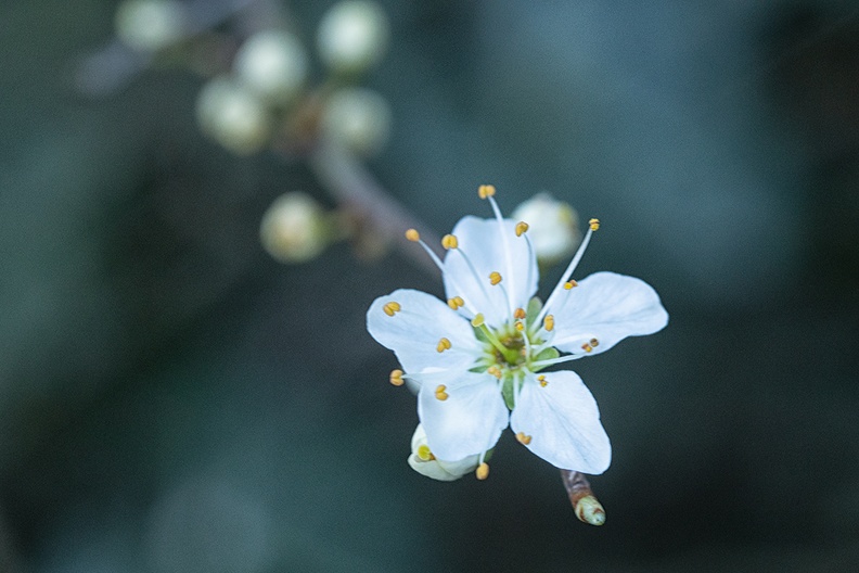 Mar 24 - Blooming
