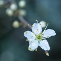 Mar 24 - Blooming