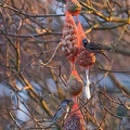 Jan 18 - Sparrows