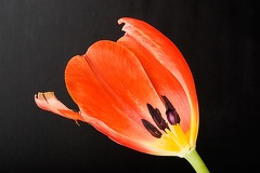 Mar 05 - Tulip, almost gone