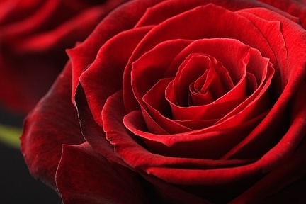 Mar 14 - Red rose