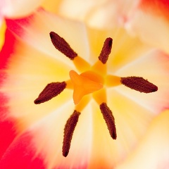 Mar 19 - Tulip