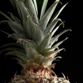 Apr 10 - Pineapple