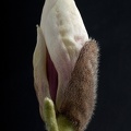 Apr 08 - Magnolia