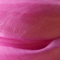 Apr 24 - Detail of a tulip.jpg