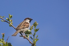 Apr 22 - Sparrow