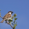 Apr 22 - Sparrow