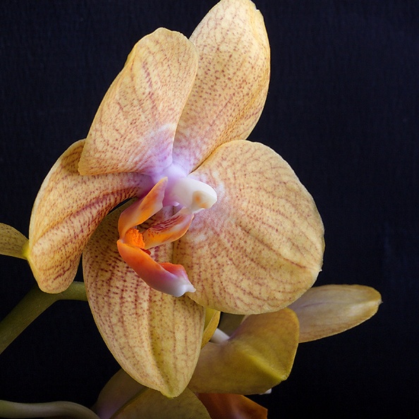 May 03 - Orchid.jpg