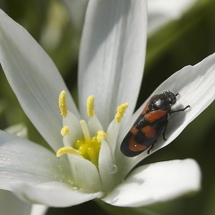 May 08 - Bug on white
