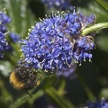 May 12 - Bee and blue.jpg