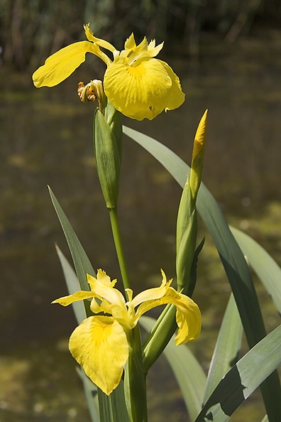May 18 - Yellow iris.jpg