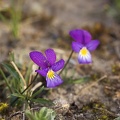 May 19 - Viola curtisii