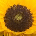 Jul 17 - Sunflower.jpg