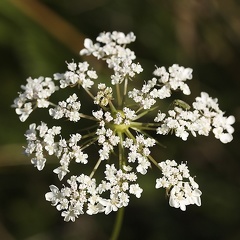Aug 13 - Flower