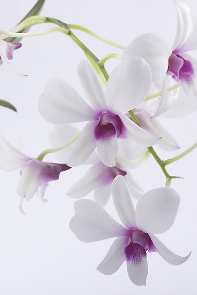 Aug 22 - Orchids
