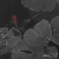 Aug 25 - Goldfish