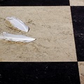 Sep 07 - Lost feathers.jpg
