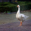 Oct 25 - Goose