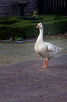 Oct 25 - Goose