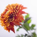Nov 09 - Chrysanthemum.jpg