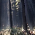 Nov 21 - In the forest.jpg