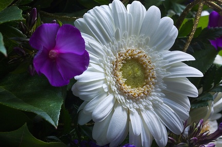 Dec 13 - White flower