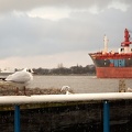 Feb 20 - Seagull.jpg