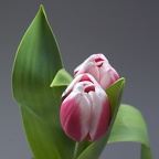 Mar 20 - Tulips