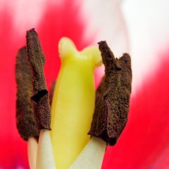 Mar 22 - Inside a tulip
