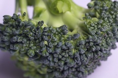 Mar 30 - Broccoli