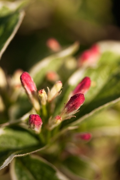 May 14 - Red buds
