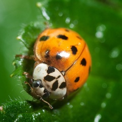 Jun 08 - Ladybug