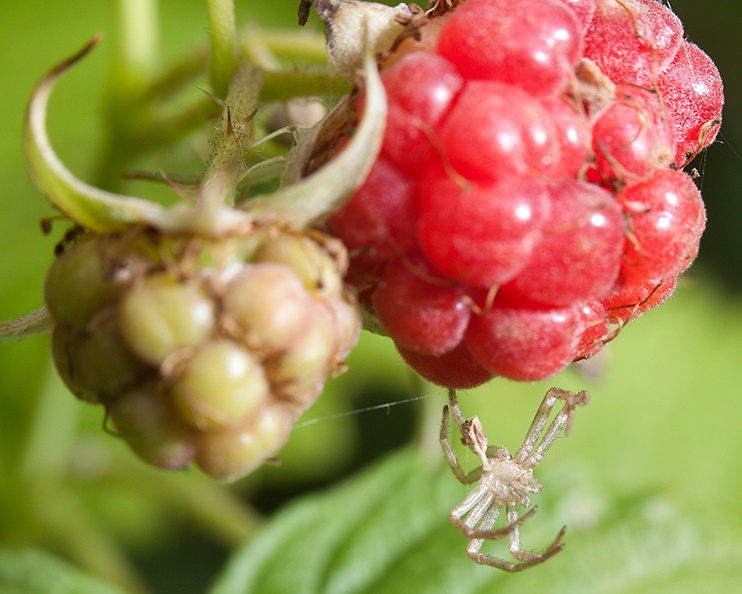 Jun 13 - Raspberry  with spider