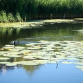 Jul 19 - A coot and a heron