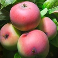Aug 09 - Apples