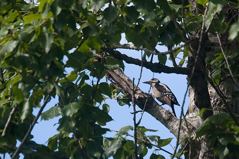 Aug 15 - Woodpecker