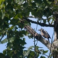 Aug 15 - Woodpecker.jpg