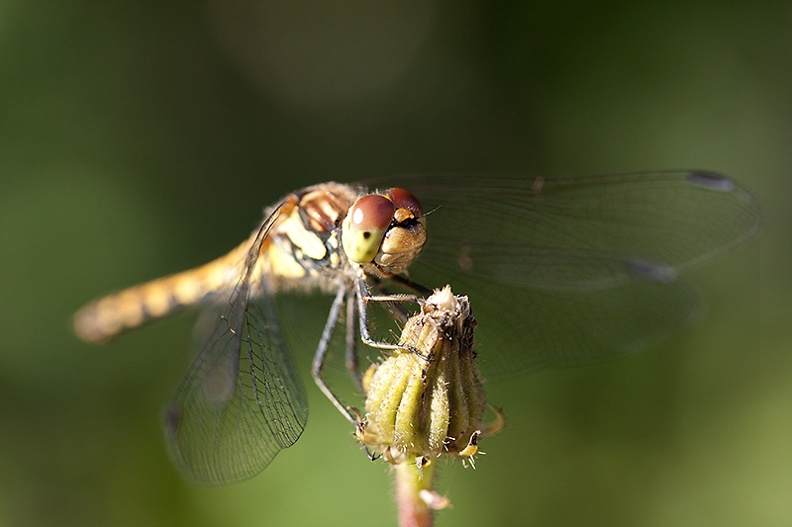 Aug 20 - Dragonfly.jpg