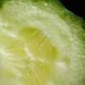 Sep 02 - Cucumber