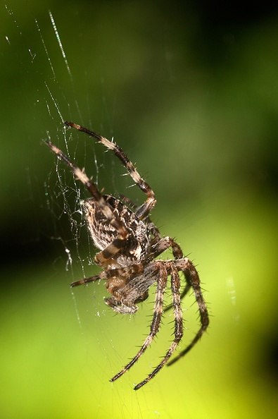 Sep 03 - The spider.jpg
