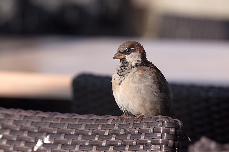 Oct 05 - Sparrow.jpg