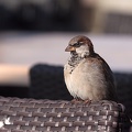 Oct 05 - Sparrow