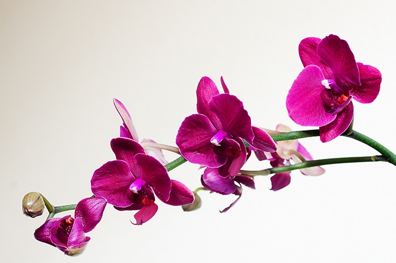 Oct 10 - Orchids.jpg