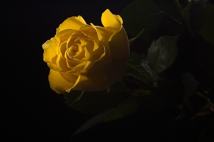Oct 24 - Rose in the dark