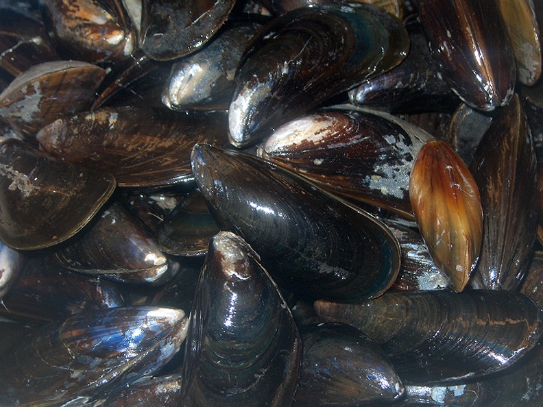 Nov 17 - Mussels