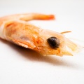 Nov 24 - Shrimp.jpg