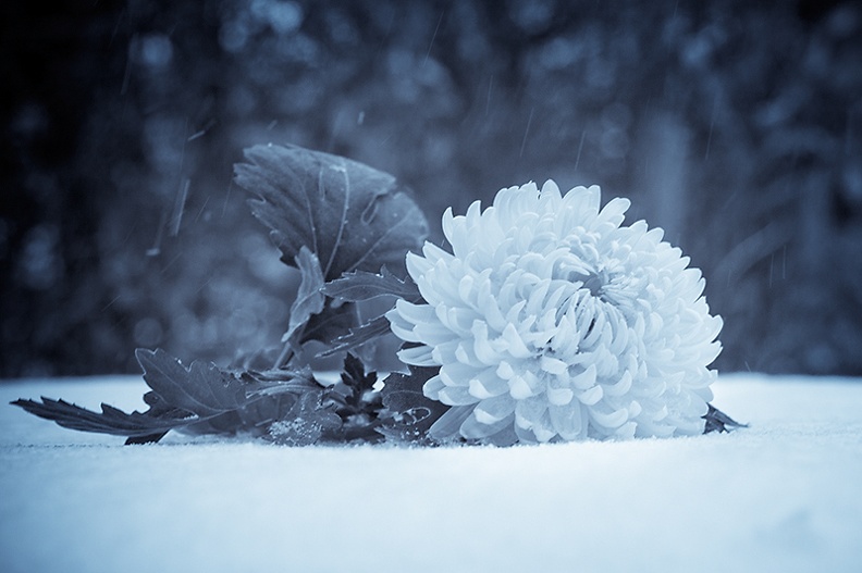 Dec 04 - Ice flower.jpg