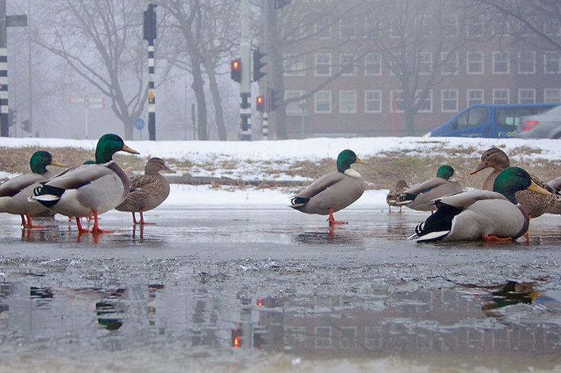 Dec 06 - Ducks on ice.jpg