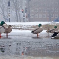 Dec 06 - Ducks on ice